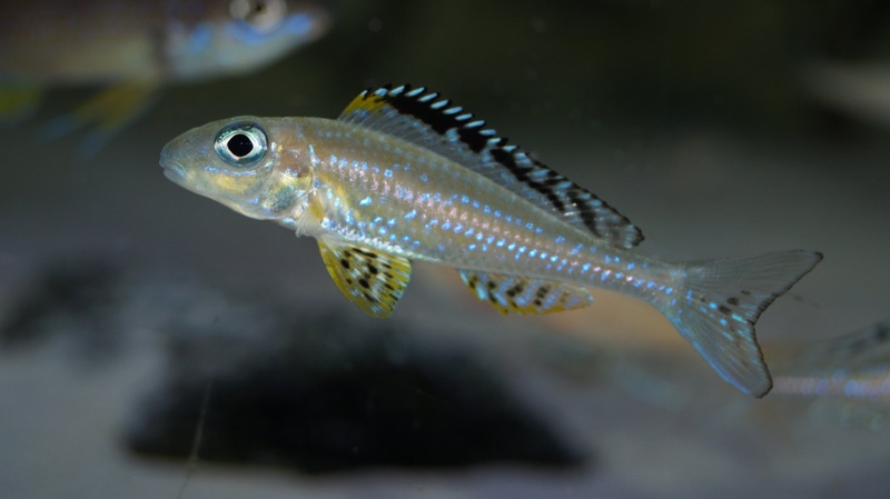 Xenotilapia papilio 'Tembwe (Deux)'